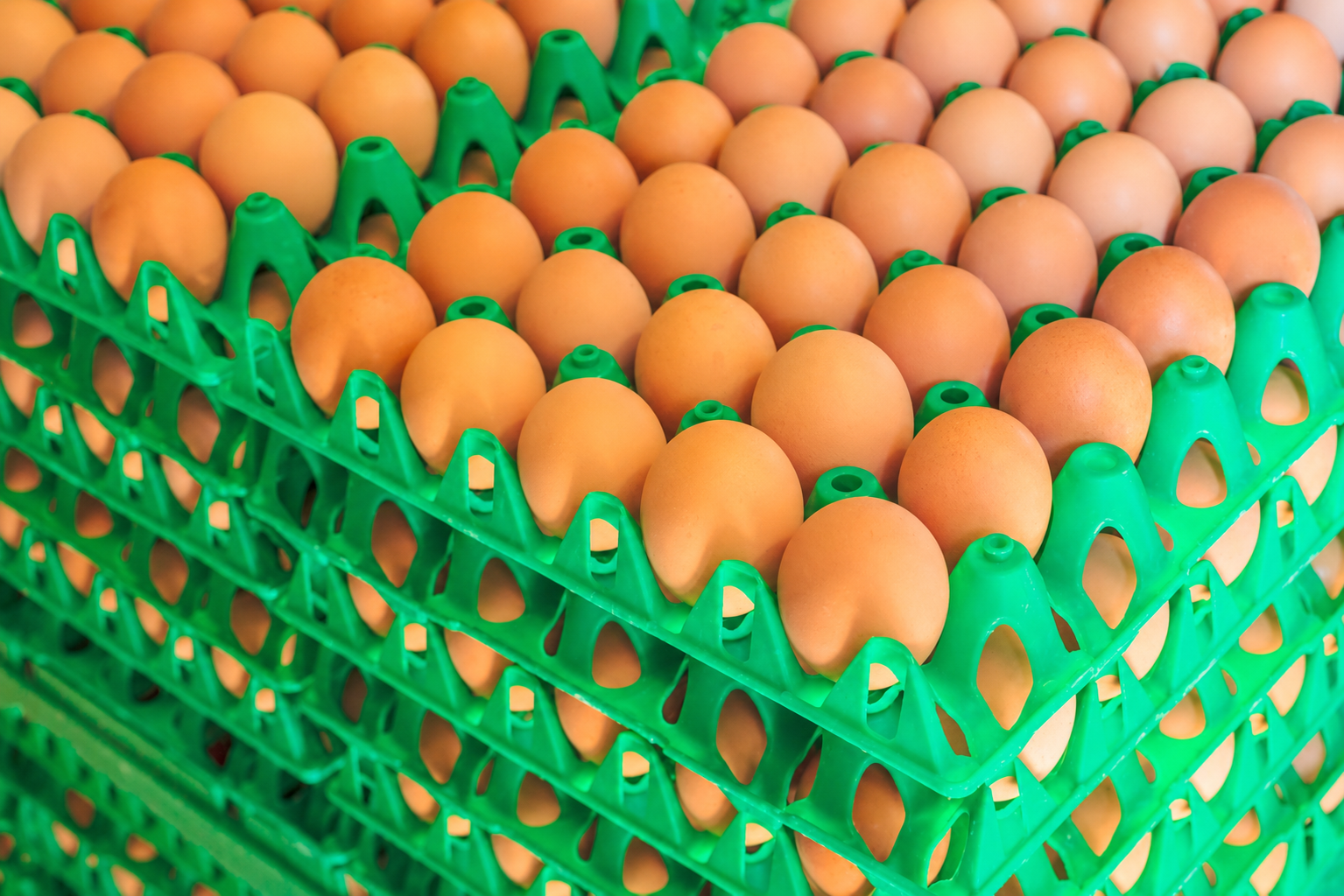 Regular Table Eggs
